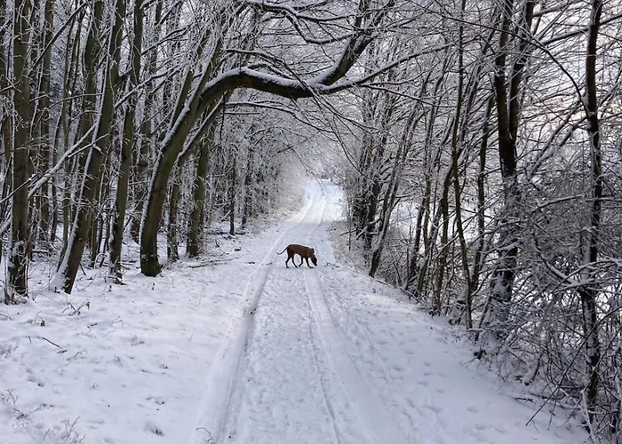 Апартаменты Urlaub Am Rande Des Vogelsbergs Лаубах